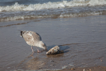 a young seagull struggling with a fish head and eating it on the beach