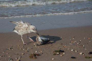 a young seagull struggling with a fish head and eating it on the beach