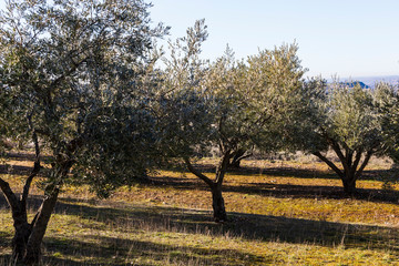 Olivares en Alpedrete. Guadalajara. España. Europa.