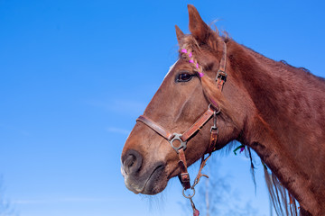 head of a bay horse against a blue sky, braided mane, smart eyes, a horse in nature