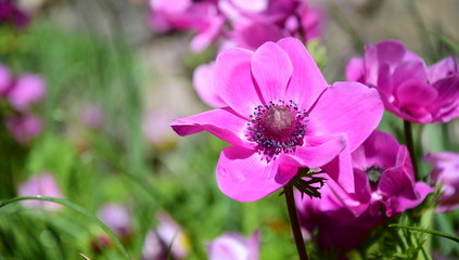 Banner und Hintergrund - Anemonen