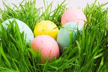 Pastel decorated painted eggs in green grass. Easter hunt concept