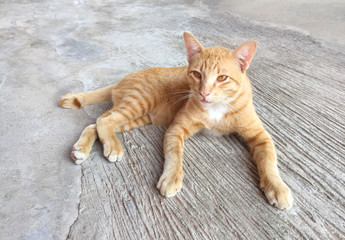 Portrait of happy red cat. Home cat in relax activity. Pet, Animal - Smartphone snapshot