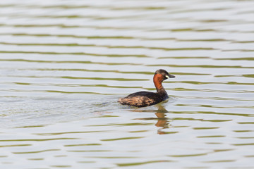 little grebe (tachybaptus ruficollis) swimming on wavy water surface