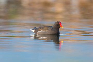 one swimming isolated moorhen (gallinula chlorpus)