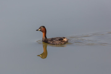 mirrored little grebe (tachybaptus ruficollis) on plain water surface