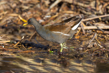 detailed side view one moorhen (gallinula chlorpus) walking in mud