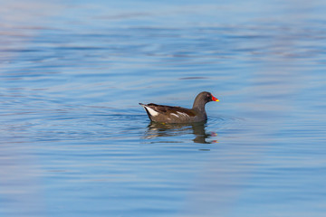 one isolated moorhen (gallinula chlorpus) swimming in blue water