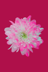 Flat lay with chrysanthemum flower on pink background