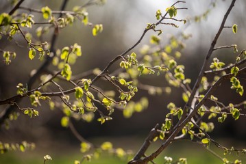 hazelnut tree 