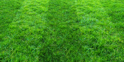 Green grass field pattern background for soccer and football sports. Green lawn pattern texture background.