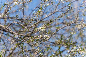 spring tree background