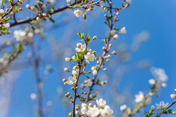 spring tree close up