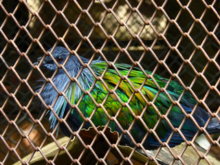 Nicobar pigeon in the cage at zoo