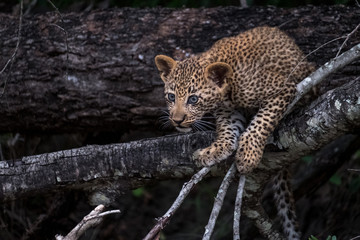 Leopard cub climbs a tree in Sabi Sands animal reserve, Kruger, South Africa. 