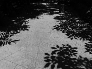 tree shadow on street floor black and white style
