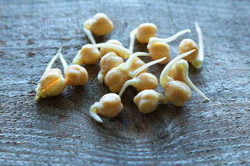 Sprouted chickpea grains on a wooden board. A healthy lifestyle offers the use of cereal sprouts. Selective focus 