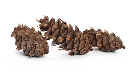 Pine cones isolated on white background
