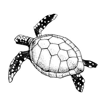 Hand drawn Sea turtle isolated on a white background. Vector with animal underwater. Illustration for T-shirt graphics, fashion print, poster, textiles