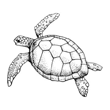 Hand drawn Sea turtle isolated on a white background. Vector with animal underwater. Illustration for T-shirt graphics, fashion print, poster, textiles