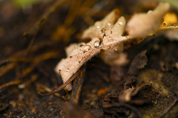 Dried autumn leaves with drops of water lie on the ground. Macro photography