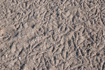 sand with bird footprints