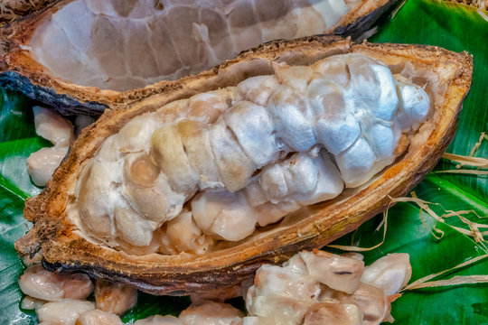 Cacao pod