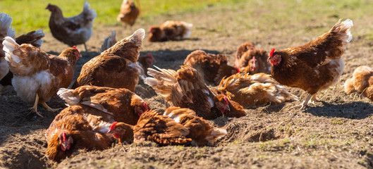 Glückliche Hühner beim Sonnen- und Sandbaden auf einer Wiese in Freilandhaltung