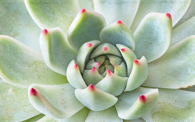 Beautiful makro photo of an Aloe cactus plant