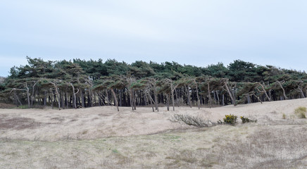 wind blown bent over trees