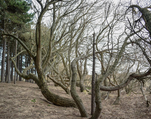 big tree strange growth