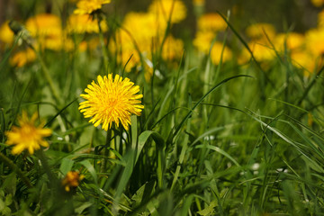 Yellow flower of dandelion in green grass. Spring photo. Background. Close-up