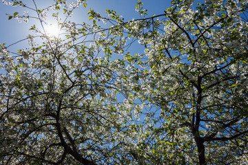 Fototapeta premium Flowering cherry on the background of a blue sky and sunlight. Background 