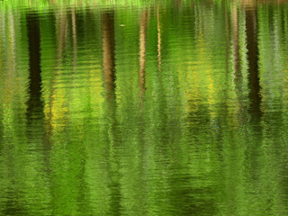 green tree water reflection in nature