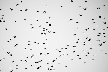 Bird Swarm