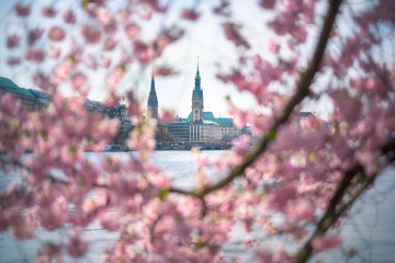 Hamburg Alster Kirschblüte / Cherry Blossom 