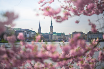 Hamburg Alster Kirschblüte / Cherry Blossom 