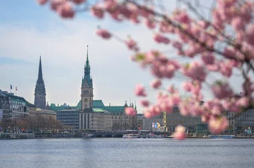 Hamburg Alster Kirschblüte / Cherry Blossom  © alexkmedia