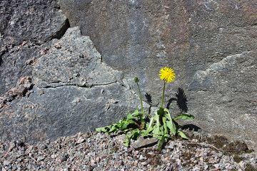 Taraxacum officinale, dandelion flower