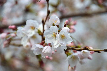 白い花びらが開いた花の周りにピンクの蕾があるサクラの枝