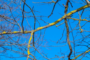 tree branches covered with lichen against blue sky