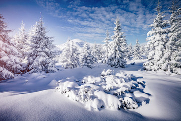 Fototapeta na wymiar Scenic image of fairy-tale woodland. Location Carpathian national park, Ukraine, Europe.