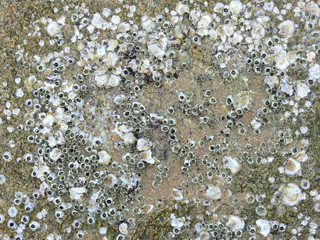 Oyster shells on rock