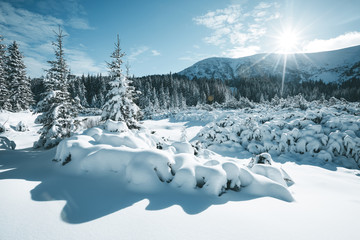 Scenic image of fairy-tale woodland. Location Carpathian, Ukraine, Europe.