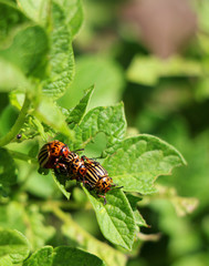 fly on leaf