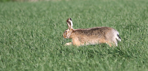 Rabbit is jumping in the wheat