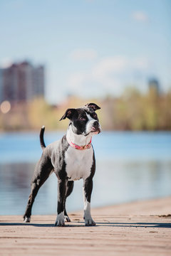 American Staffordshire Terrier dog on the beach