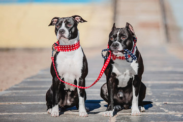 Two American Staffordshire Terrier dogs in cute collars together on a blurred background