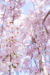 桜の季節