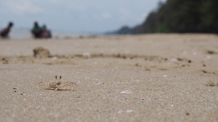 crab on the beach